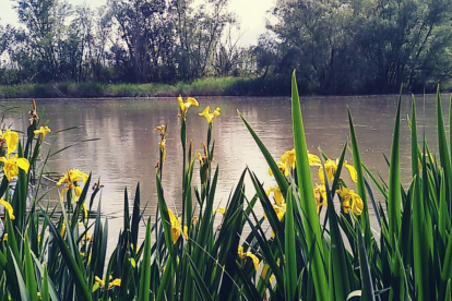 Una primavera passada per aigua
