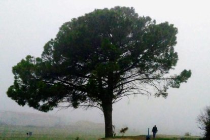 El fred, la boira i la neu... l'hivern ja està aquí!