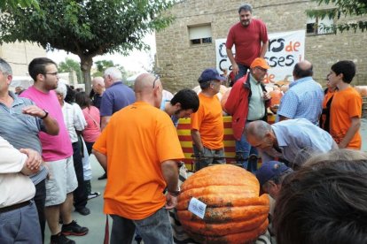 Carabasses amb pedigrí a Sedó