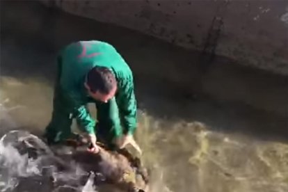 El hombre intentando ahogar al jabalí.