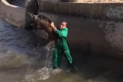 El hombre intentando ahogar al jabalí.