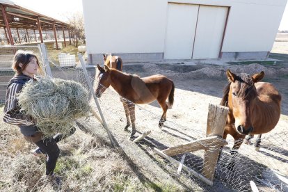 Eva Farran, presidenta d'ARRE, portant ahir alfals als cavalls.