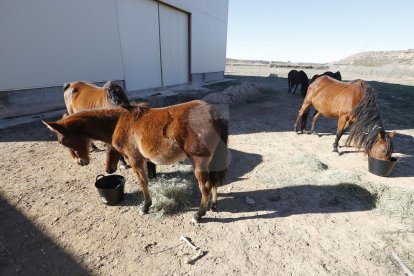 A la finca hi ha vuit equins i cinc són eugues que estan embarassades.