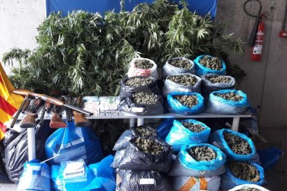 Ocho detenidos en una operación contra el tráfico de marihuana en Alfarràs