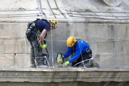Un dels cinc mussols col·locats a les cúpules de la Catedral.