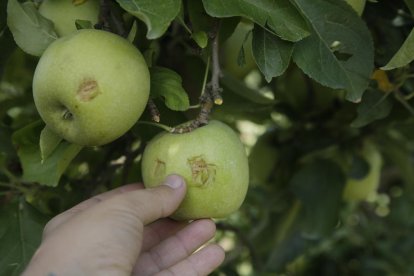 La recol·lecció de les primeres figues en aquesta finca de la família Piqué a Rosselló.