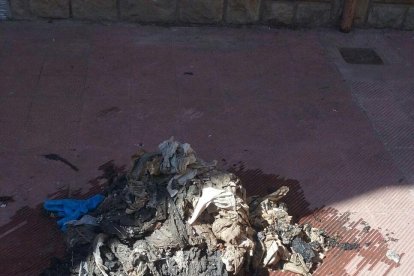 Imagen de basura separada en la depuradora esta semana.