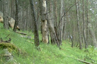 Detectat un llop a la serra del Port del Comte