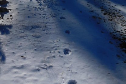 Detectat un llop a la serra del Port del Comte