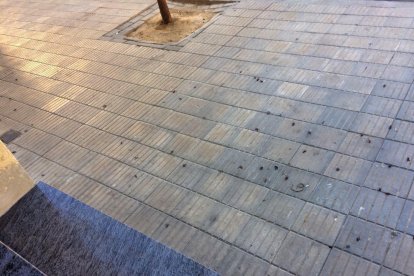 A la izquierda, trampas para las cucarachas en una de las ventanas de los pisos y a la derecha, la plaga de ayer en la acera.