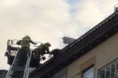VÍDEO. Rescaten un gos a punt de caure d'una terrassa a Lleida