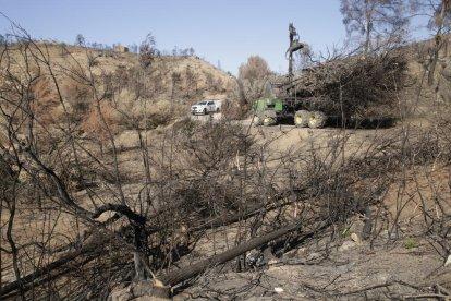 Trabajos de limpieza en uno de los bosques afectados por el gran incendio ayer en Maials.