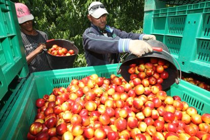 Un altre any en què el sector fructícola perdrà actius