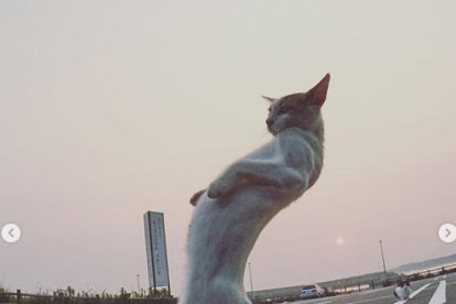 “Gats ninja” virals