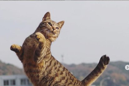 “Gats ninja” virals