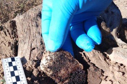 Los Agentes Rurales denuncian a una persona que utilizaba venenos a las Valls del Sió-Llobregós