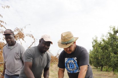 Momento de recolección ayer de higos de gran calidad en una finca de Alguaire.