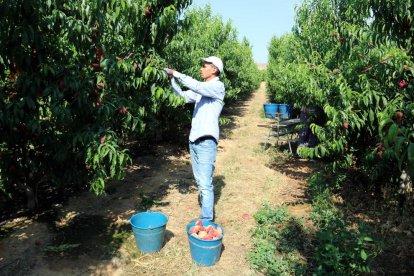 Imatge d’arxiu de recollida de fruita de pinyol en una finca de Lleida.