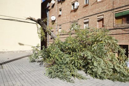 En la avenida de Les Garrigues de Lleida un semáforo quedó tumbado en la calzada y se tuvo que regular el tráfico.