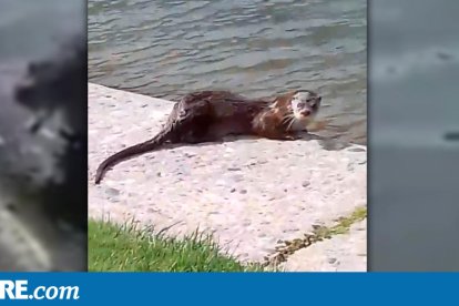 VÍDEO. Apareix una llúdriga a Balaguer