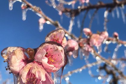 Una flor en què s’aprecien els estralls del fred.