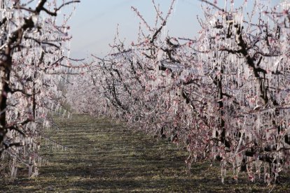Una flor en què s’aprecien els estralls del fred.