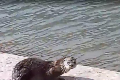 La nutria grabada en Balaguer.