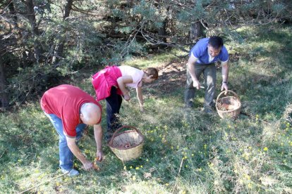 Los tíquets que se expiden gratis en los establecimientos hoteleros de Aran para recoger setas.
