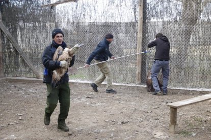 Las aves se encontraban en una jaula y disponían de espacio para volar.