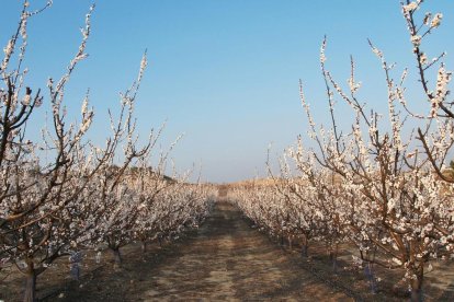 Imatge d’ametllers en flor en ple dia amb temperatures sota zero.