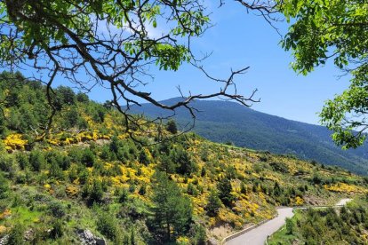 Montserrat Solsona