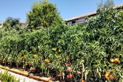 Calor, tempestes, camps grocs...ja és aquí l'estiu!