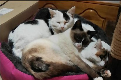 ¡Perros, gatos, canarios, conejos...preséntanos a tu mascota!