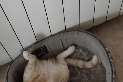 ¡Perros, gatos, canarios, conejos...preséntanos a tu mascota!