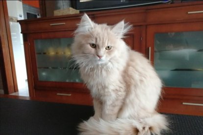 ¡Perros, gatos, canarios, conejos...preséntanos a tu mascota!