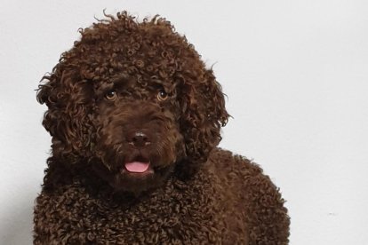 ¡Perros, gatos, canarios, conejos...preséntanos a tu mascota!