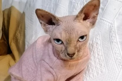 ¡Perros, gatos, canarios, conejos...preséntanos a tu mascota!