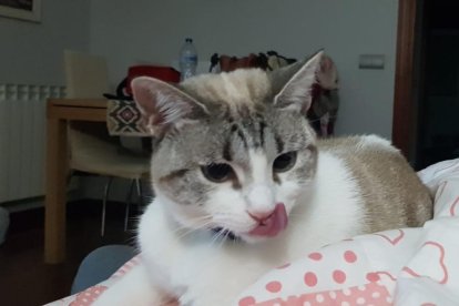 Gemma