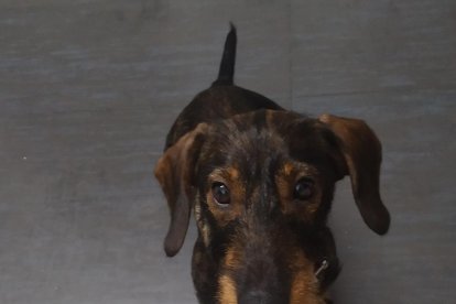 ¡Perros, gatos, canarios, conejos...preséntanos a tu mascota!