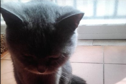 ¡Perros, gatos, canarios, conejos...preséntanos a tu mascota!