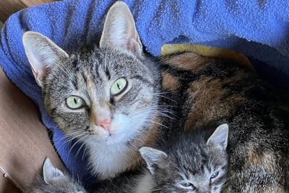 ¡Perros, gatos, canarios, conejos...preséntanos a tu mascota!