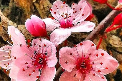Arbres florits, camps verds i bon temps...ja és aquí la primavera!
