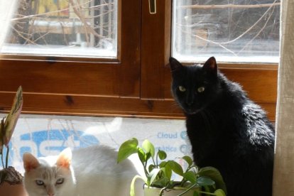 Gossos, gats, canaris, conills...presenta'ns a la teua mascota!