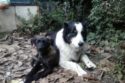 Gossos, gats, canaris, conills...presenta'ns a la teua mascota!