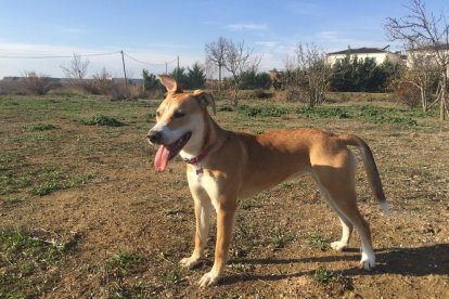 Gossos, gats, canaris, conills...presenta'ns a la teua mascota!