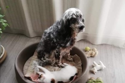 L'Elvis i l'Estrella, ho comparteixen tot, llit, joguines... són un amoret.