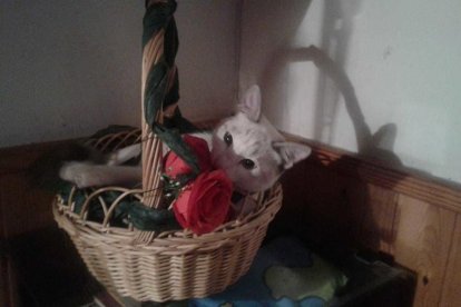 Juanjo Montull Riaza.