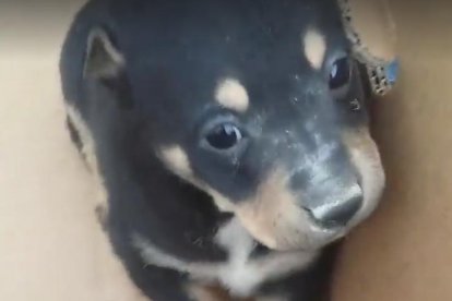 Imagen de tres de los cachorros.