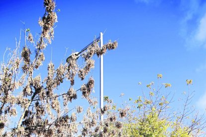Una farola sin el cable en el parque de Santa Cecília.