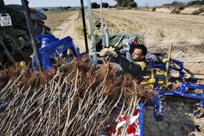 En una sola jornada, dijous passat, es van plantar les sis primeres hectàrees.